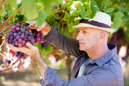 Man wearing hat haversting grape in vineyard